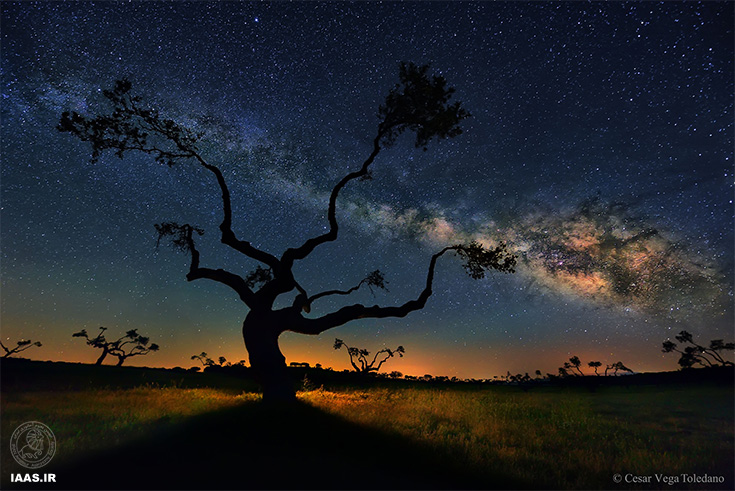 درخت کهکشان