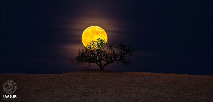 ماه کامل در حال غروب کردن از پشت درخت معرفت است